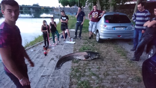 Giant catfish, Auxonne7