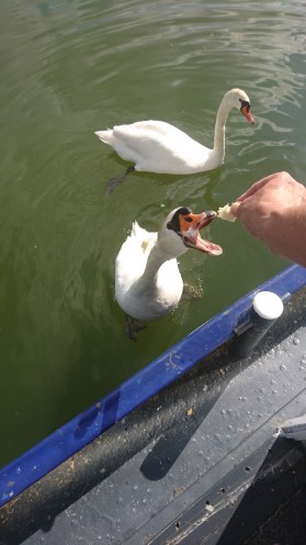 Greedy swans, Saint-Jean-de-Losne6