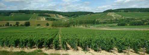 vineyards-nr-chablis2.jpg